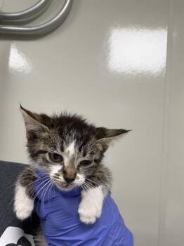 Domestic Short Hair Cats Available for Adoption in Ontario, California - ANGEL BABY | PetCurious