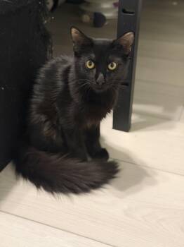 Ninja -  Domestic Medium Hair Cat for Adoption in Youngtown, Arizona - Ninja | PetCurious