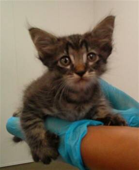 A2479458 -  Domestic Short Hair Cat for Adoption in Fort Lauderdale, Florida - A2479458 | PetCurious