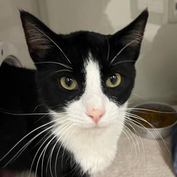 Domestic Short Hair Cats Available for Adoption in Redwood City, California - Sylvester | PetCurious