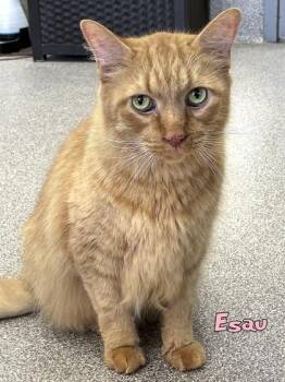 Esau -  Domestic Short Hair Cat for Adoption in Mason, Michigan - Esau | PetCurious