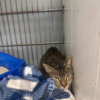 Domestic Short Hair Cats Available for Adoption in Corsicana, Texas - C46474 | PetCurious