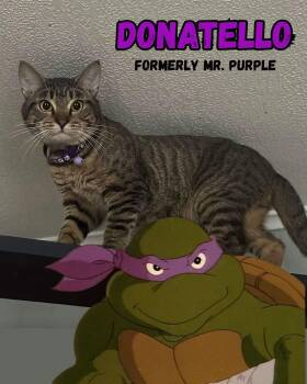 Donatello -  American Shorthair Cat for Adoption in Pittsburgh, Pennsylvania - Donatello | PetCurious