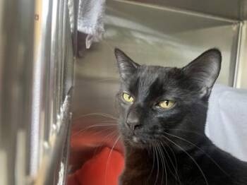 Domestic Short Hair Cats Available for Adoption in Kansas City, Missouri - Socks | PetCurious