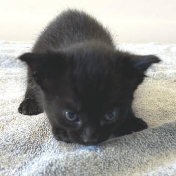 IVHS-Stray-142308 -  Domestic Short Hair Cat for Adoption in San Gabriel, California - IVHS-Stray-142308 | PetCurious