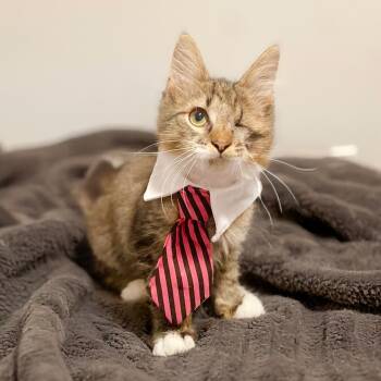 Rescue Domestic Short Hair Cats for Adoption in Durham, North Carolina - Bastian | PetCurious