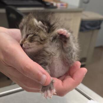 Delray -  Domestic Short Hair Cat Available for Adoption in Chattanooga, Tennessee - Delray | PetCurious