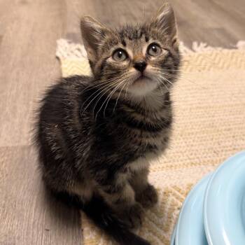 MG Hamilton -  Domestic Short Hair Cat for Adoption in Bismarck, North Dakota - MG Hamilton | PetCurious