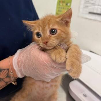 Theo -  Domestic Medium Hair Cat for Adoption in Charleston, West Virginia - Theo | PetCurious