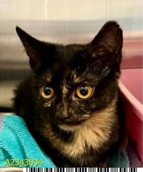 TORI -  Domestic Short Hair Cat for Adoption in West Palm Beach, Florida - TORI | PetCurious