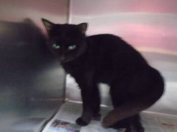 Rescue Domestic Short Hair Cats for Adoption in Hopkinsville, Kentucky - Sam | PetCurious