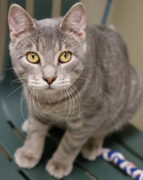 Rescue Domestic Short Hair Cats for Adoption in Verona, Wisconsin - Shiloh | PetCurious