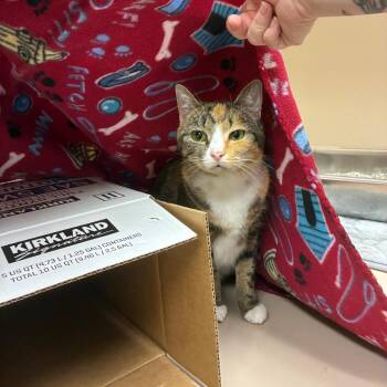 Starlight -  Domestic Short Hair Cat for Adoption in Mebane, North Carolina - Starlight | PetCurious