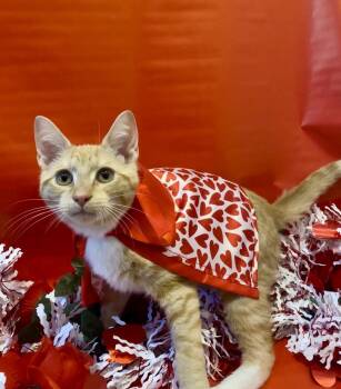 Domestic Short Hair Cats Available for Adoption - Mr Orange | PetCurious