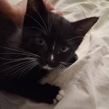 Petrie -  Domestic Short Hair Cat for Adoption in Ringtown, Pennsylvania - Petrie | PetCurious