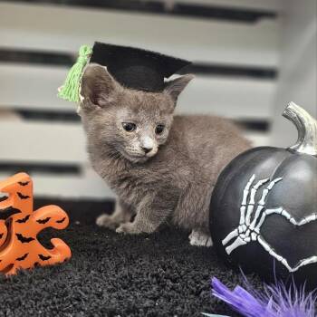 Carina -  Domestic Short Hair Cat for Adoption in Lynchburg, Virginia - Carina | PetCurious