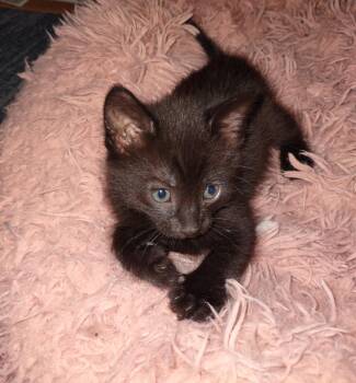 Domestic Short Hair Cats Available for Adoption in Fresno, California - Choki Chip | PetCurious