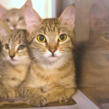 Penelope -  Domestic Medium Hair Cat for Adoption in Belleville, Illinois - Penelope | PetCurious