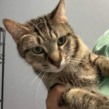 Domestic Short Hair Cats Available for Adoption in Summerlee, West Virginia - Fum | PetCurious