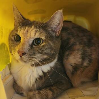 Maeve -  Domestic Short Hair Cat for Adoption in Manhattan, Kansas - Maeve | PetCurious