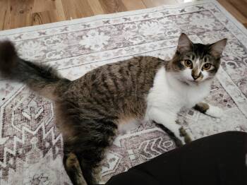 Rescue Domestic Long Hair Cats for Adoption in Crockett, California - Venti | PetCurious