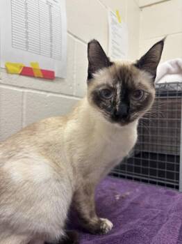Lilypad -  Siamese Cat for Adoption in Santa Rosa, California - Lilypad | PetCurious