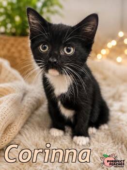 Corinna -  Domestic Short Hair Cat for Adoption in Douglasville, Georgia - Corinna | PetCurious