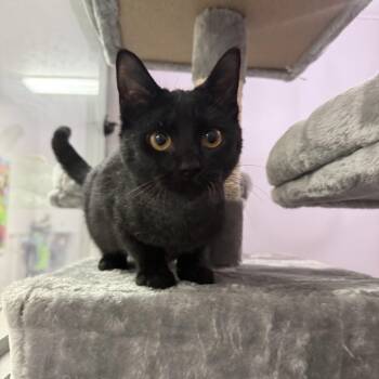Rescue Domestic Short Hair and American Shorthair Cats for Adoption in Frankfort, Indiana - Perci | PetCurious