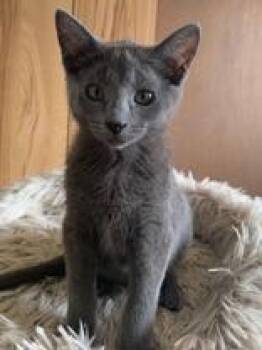 Mozart (bonded with Tosca) -  Domestic Short Hair Cat for Adoption in Pickering, Ontario - Mozart (bonded With Tosca) | PetCurious