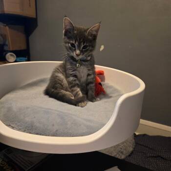 Rescue Domestic Short Hair Cats for Adoption in Cleveland, Ohio - Fern | PetCurious