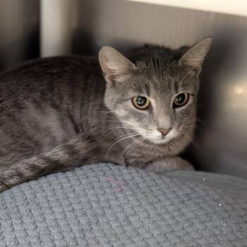 Domestic Short Hair Cats Available for Adoption - Grace | PetCurious