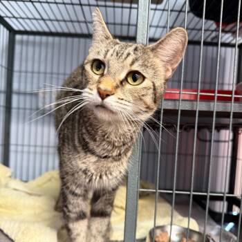 Rescue Domestic Short Hair Cats for Adoption in Desert Hot Springs, California - Sweetie Pie | PetCurious