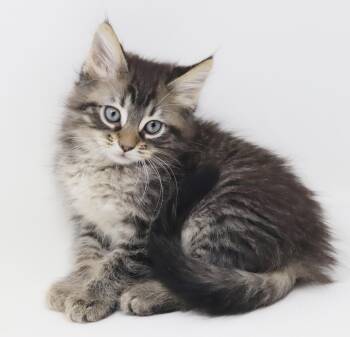 Maine Coon and Tabby Cats Available for Adoption in Bedford Hills, New York - Max And Marley - BONDED Super Cuties And WOW Are They Special | PetCurious