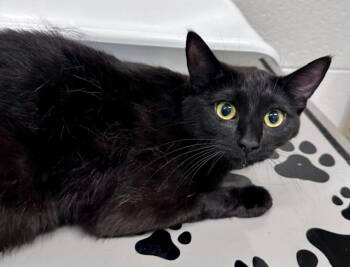 TAPIOCA -  Domestic Short Hair Cat for Adoption in Derwood, Maryland - TAPIOCA | PetCurious