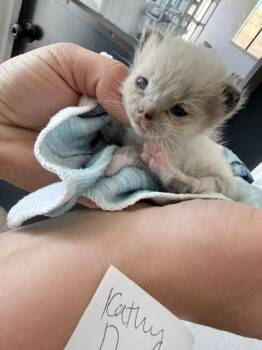Siamese Cats Available for Adoption in Oakdale, California - Wilder | PetCurious