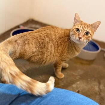 Calypso -  Domestic Short Hair Cat for Adoption in Green Bay, Wisconsin - Calypso | PetCurious