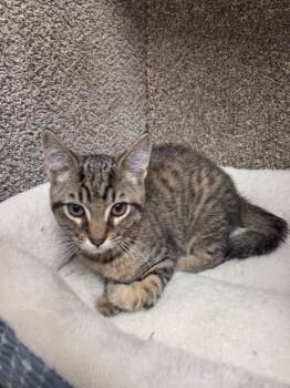 Justin Beaver -  Domestic Short Hair Cat for Adoption in Jackson, Tennessee - Justin Beaver | PetCurious
