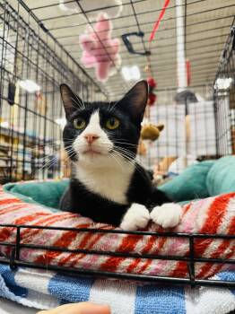 Rescue Domestic Short Hair Cats for Adoption in Poinciana, Florida - Ava | PetCurious