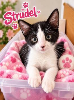 Strudel -  Domestic Short Hair Cat for Adoption in Dalton, Georgia - Strudel | PetCurious