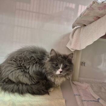 Domestic Medium Hair Cats Available for Adoption in Drumheller, Alberta - Golfball | PetCurious