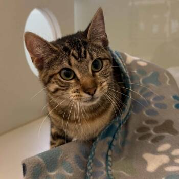 Domestic Short Hair Cats Available for Adoption in Beaumont, Texas - Maybelline | PetCurious