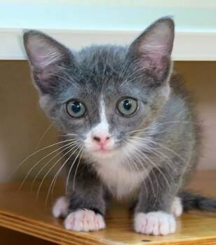 Odessa -  Domestic Short Hair Cat for Adoption in Bellevue, Washington - Odessa | PetCurious