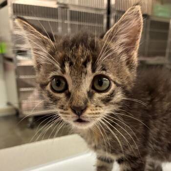 Celeste -  Domestic Short Hair Cat for Adoption in Manhattan, Kansas - Celeste | PetCurious