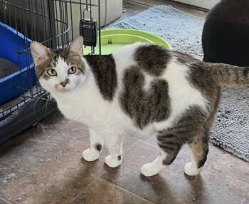 Riley -  Domestic Short Hair Cat for Adoption in Mount Airy, Maryland - Riley | PetCurious