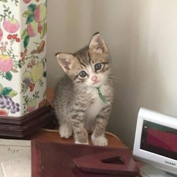 Mayor Shelbourne 14 -  Domestic Short Hair Cat for Adoption in Austin, Texas - Mayor Shelbourne 14 | PetCurious
