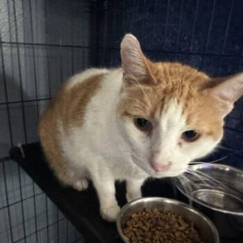 Hitchhiker -  Domestic Short Hair Cat for Adoption in Tipp City, Ohio - Hitchhiker | PetCurious