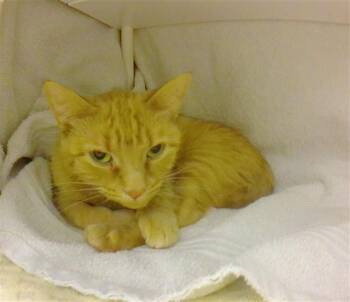 Domestic Short Hair Cats Available for Adoption - MARTIAN | PetCurious