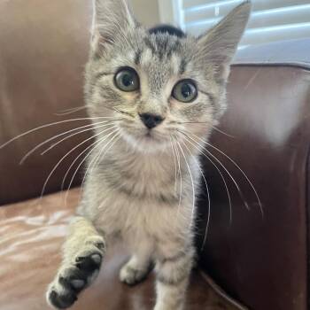 Muffin -  Domestic Short Hair Cat for Adoption in Granby, Missouri - Muffin | PetCurious