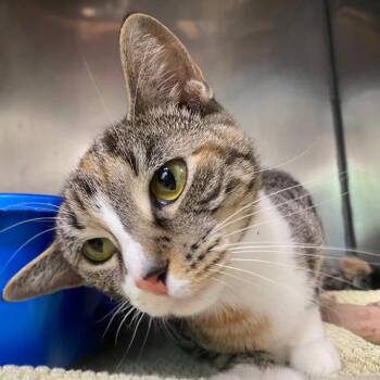 Chia -  Domestic Short Hair Cat for Adoption in Fall River, Massachusetts - Chia | PetCurious