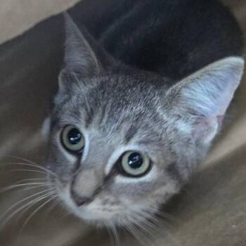 Pecan Pie -  Domestic Short Hair Cat for Adoption in Newark, New Jersey - Pecan Pie | PetCurious